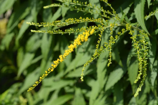 Kanadský goldenrod — Stock fotografie