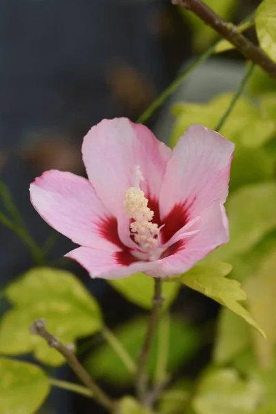 Rose de Sharon Woodbridge — Photo