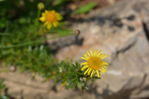 Samphire dourado — Fotografia de Stock