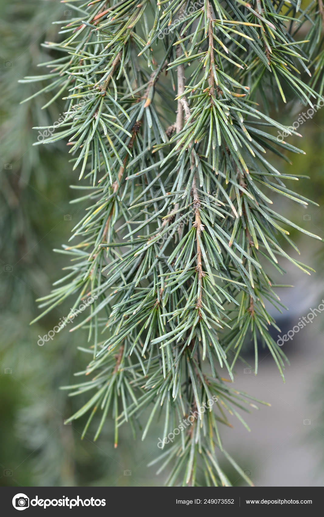 Sanders Blue Deodar Cedar