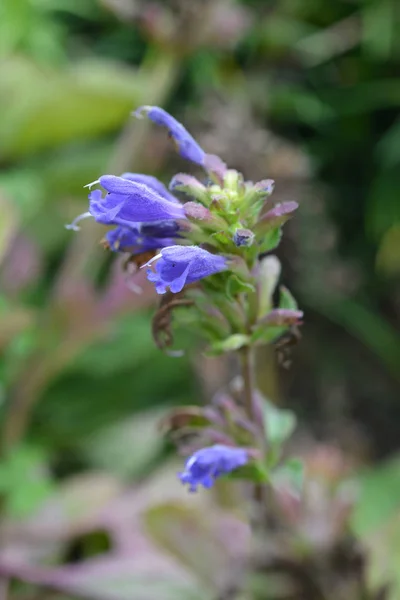 Altai cabeza de dragón azul — Foto de Stock