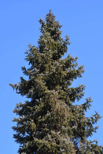 Сербская ель — стоковое фото