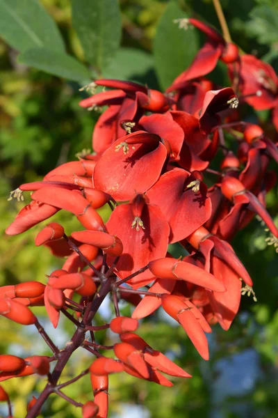 Cockspur coral tree — Stockfoto