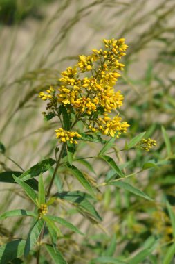 Bahçe Loosestrife