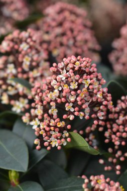 Japon skimmia