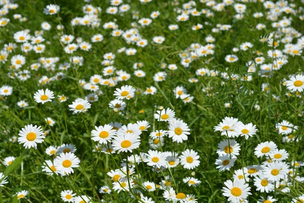 Weiße Gänseblümchen — Stockfoto