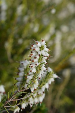 Derby İngiltere heath