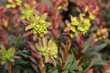 Ahşap spurge Purpurea