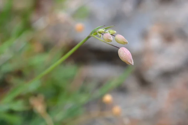 Měchýře campion — Stockfoto