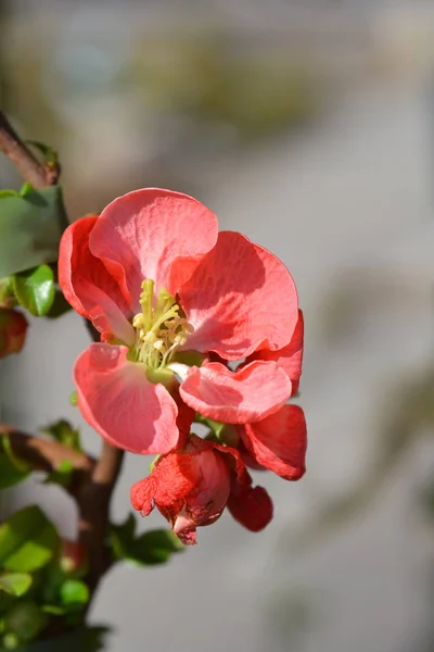 Quince de floración escarlata de Texas —  Fotos de Stock