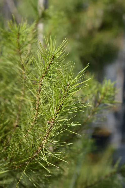 Aleppokiefer — Stockfoto