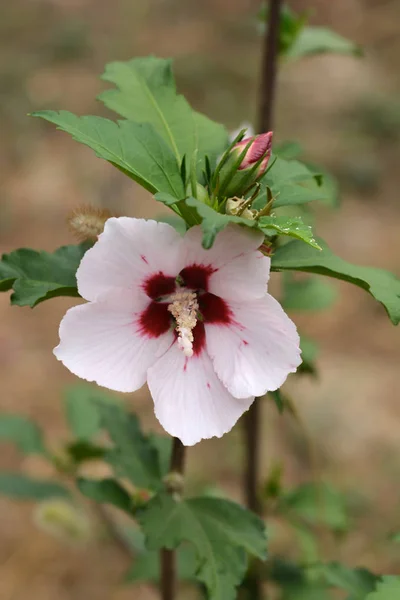 Rose Of Sharon Red Heart — Stock Photo, Image