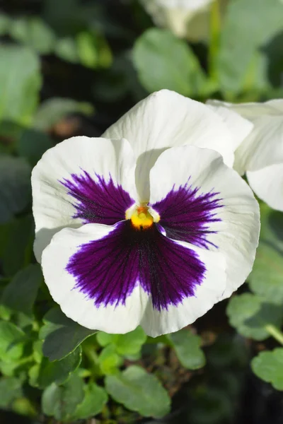 Pansy de jardim — Fotografia de Stock