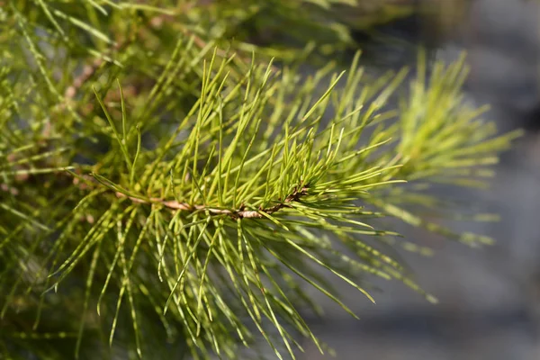 Aleppo pine — Stock Photo, Image