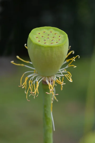 Lotus sacré — Photo