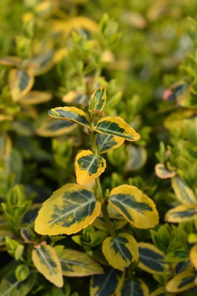 Trzmielina Emerald i złoto — Zdjęcie stockowe