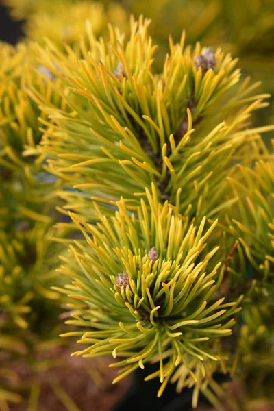 矮人山松树冬季黄金 — 图库照片