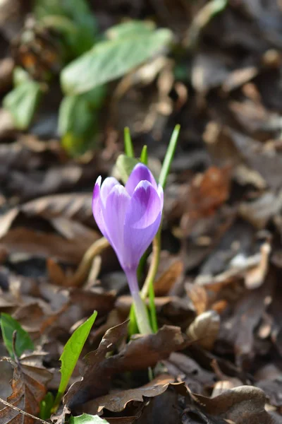 Azafrán de primavera —  Fotos de Stock