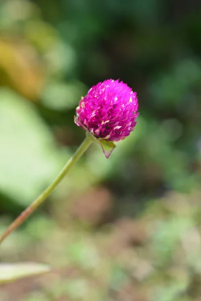 Globe amaranth Violacea — Stock Photo, Image