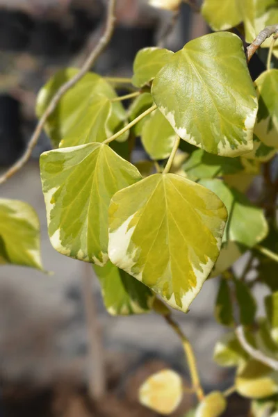 Edera dentata variegata — Foto Stock