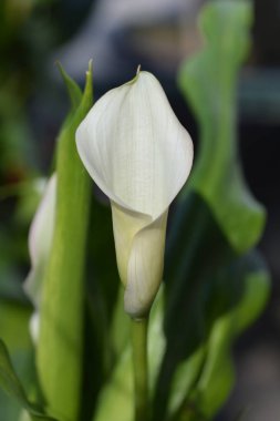 Bahçe calla lily