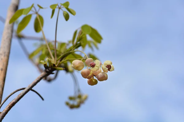 Vijf-blad akebia Silver Bells — Stockfoto