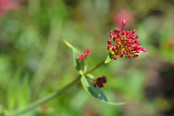 Valerian červený — Stock fotografie