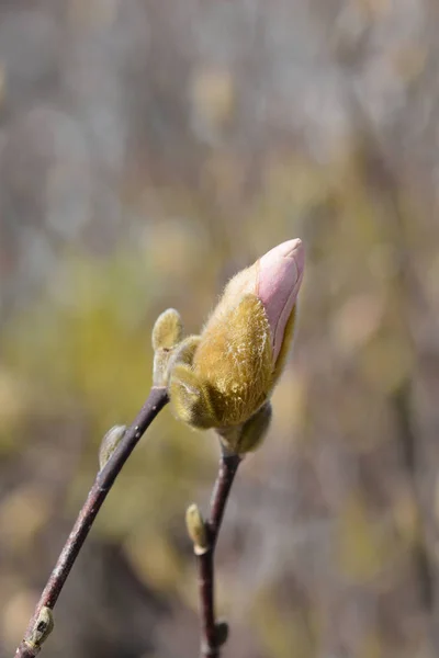 Star magnolia — Stock Photo, Image