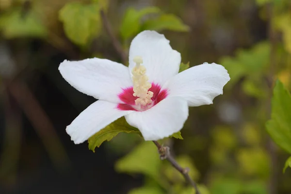 Rosa di Sharon cuore rosso — Foto Stock