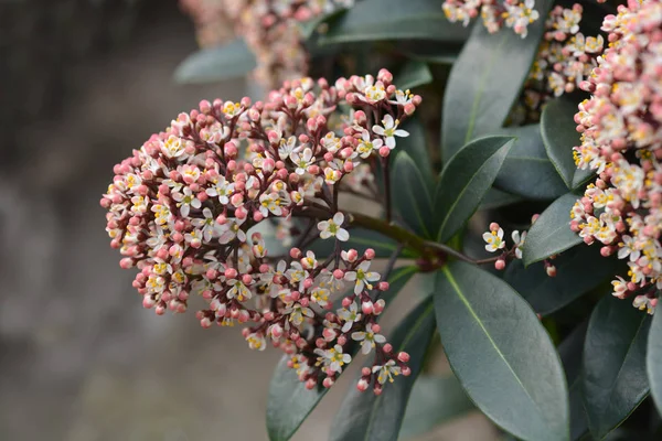 Japanese skimmia — Stock Photo, Image