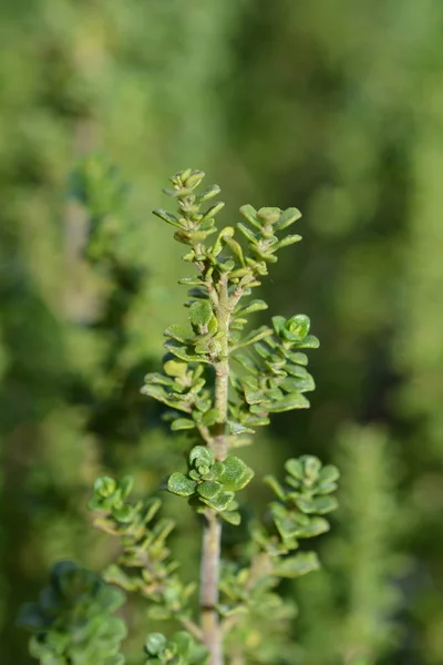 Arbusto de menta alpina — Foto de Stock