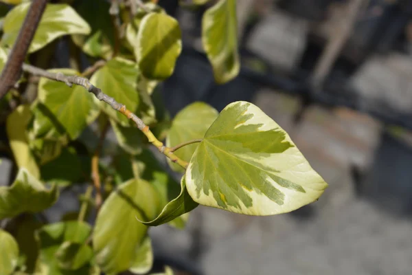 Ivy Dentata variegata — Zdjęcie stockowe