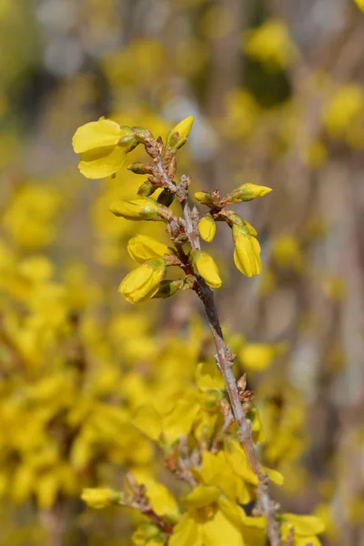 Cüce hor çiçeği Mini altın — Stok fotoğraf
