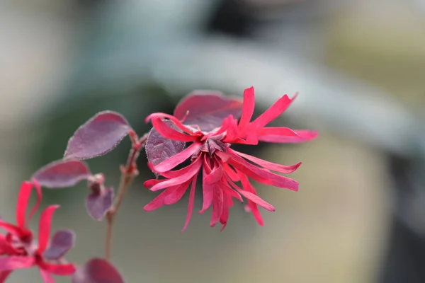 Chinese fringe flower Ever Red — Stock Photo, Image