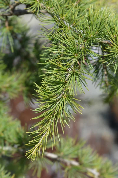 Sargentii Cedar of Lebanon — Stock Photo, Image