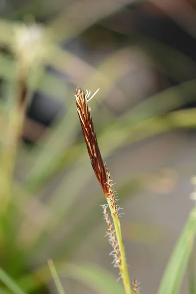 Japán sás Variegata — Stock Fotó