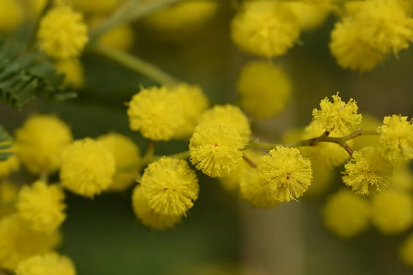 Silver wattle — Stock Photo, Image