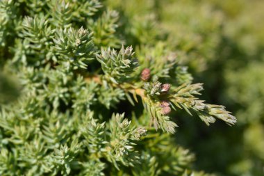 Japon bahçe ardıç