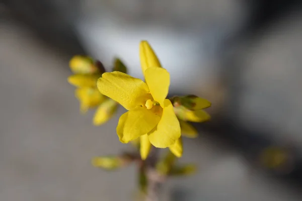 Dwarf Forsythia Mini Gold — Stock Photo, Image