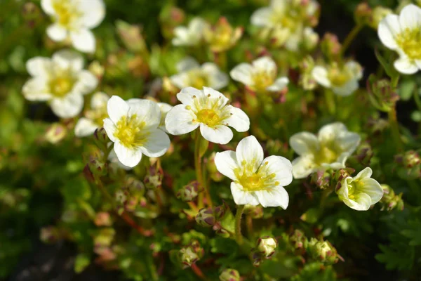 Tapete de neve saxifrage — Fotografia de Stock