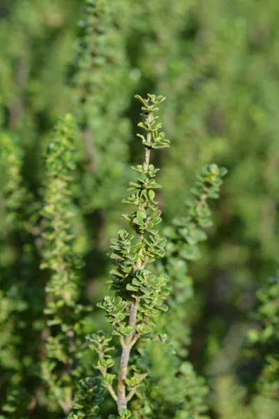 Alpine mint bush — Stock Photo, Image