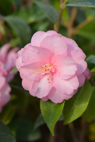 Camellia Spring Festival — Stock Photo, Image