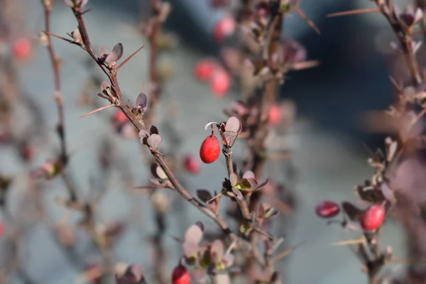 Japanse Berberisfamilie Red Rocket — Stockfoto