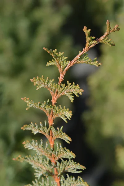 Hinoki cypress nallebjörn — Stockfoto