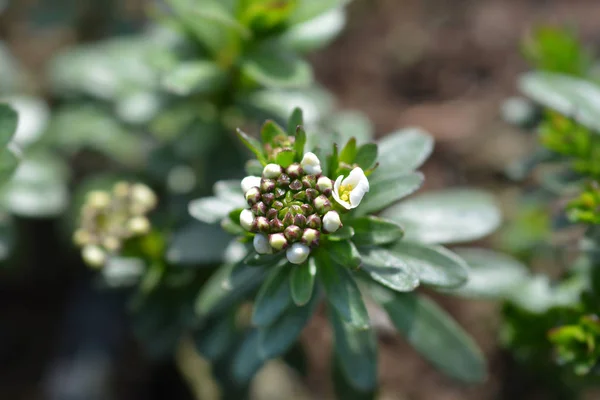 Vintergröna candytuft Schneeflocke — Stockfoto