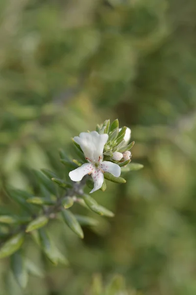 Coastal rosemary — Stock Photo, Image