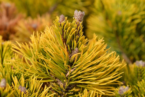 Dwarf mountain pine Winter Gold — Stock Photo, Image