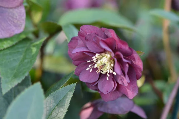 Double Ellen Red Lenten rose — Stock Photo, Image