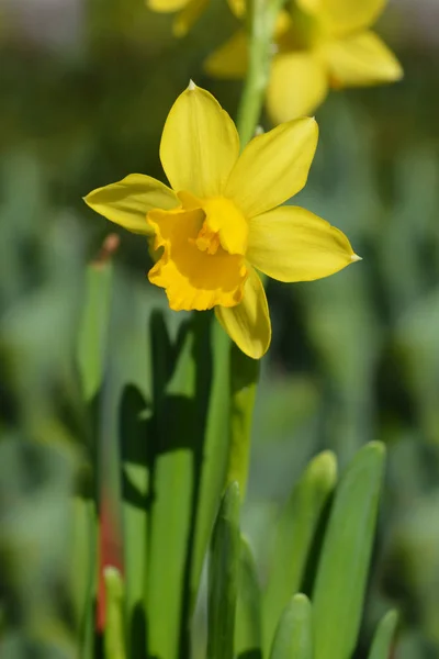 Daffodil tete a tete — Foto de Stock