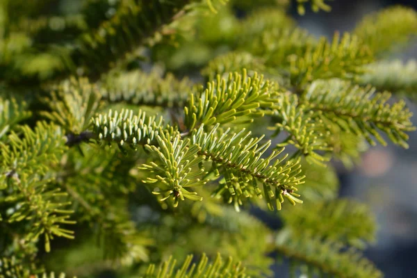 Nordmann fir — стокове фото